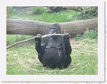 Dierentuin Burgers  Zoo 100 * 3648 x 2736 * (5.87MB)